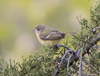 Bells Vireo 0212